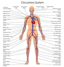 Human Circulatory System educational Art Film Print Silk Poster Home Wall Decor 24x36inch 2024 - buy cheap