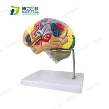 4parts Magnified 2 Times  Human Brain Anatomical Model Brain Function with Marked Teaching Brain Cortex 2024 - buy cheap
