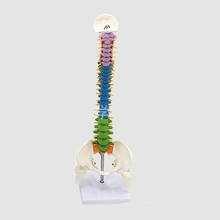 Modelo de coluna vertebral colorida com pelve, cabeças de femme e sacola, modelo de coluna vertebral intervertebral, modelo de coluna humana de 45cm 2024 - compre barato