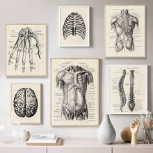 Arte de anatomia humana com imagem de parede, poster vintage de esqueleto muscular, tela de impressão nórdica, pintura educativa, decoração moderna 2024 - compre barato