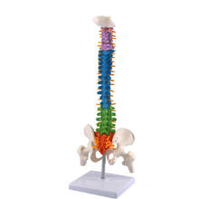 Columna Vertebral humana de 45CM con modelo pélvico, anatomía anatómica, columna vertebral, modelo médico escolar, suministros de enseñanza de medicina y Ciencia 2024 - compra barato