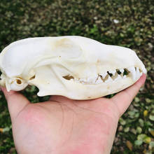 1pcs Real Raccoon Skull Animal Specimen Europe Taxidermy Bar Medicine Christmas Decoration Gift Teaching specimen 2024 - buy cheap