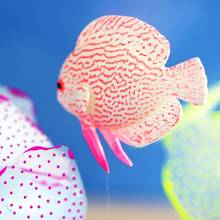 Декор в виде золотой рыбки Медузы Аквариум Украшение искусственная светящаяся декора аквариума силиконовый аквариумных рыб воды орнамент 2024 - купить недорого