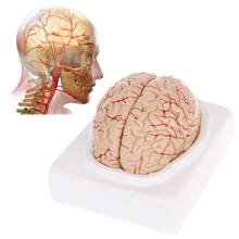 Modelo anatômico desmontado do cérebro do pvc para especialmente para a ferramenta de ensino da anatomia 2024 - compre barato