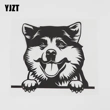 Yjzt 13.9cmx12.1cm akita cão hound decalque peeking cão vinil etiqueta do carro preto/prata 8a-0522 2024 - compre barato