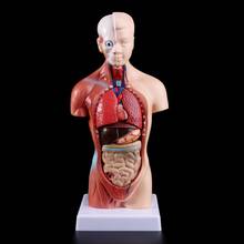 Human Torso Body Model Anatomy Anatomical Medical Internal Organs For Teaching 2024 - buy cheap