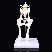Dog Canine Lumbar Hip Joint with Femur Model Teaching Anatomy Skeleton Display 2024 - buy cheap