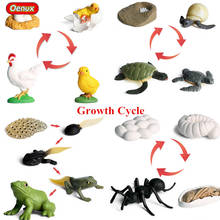 Oenux Lifelike Simulation Animals Growth Cycle Action Figures Turtle Chicken Tadpole Ant Nest Model Educational Cute Kids Toy 2024 - buy cheap
