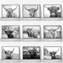 Черно-белая Картина на холсте с изображением коровы, принты и постеры, дикие животные, крупный рогатой, Настенная картина, декор для домашней комнаты 2024 - купить недорого