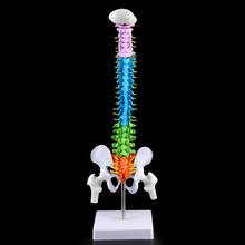 Modelo de columna Vertebral humana extraíble, herramienta de enseñanza médica anatómica, curva Lumbar, 45cm 2024 - compra barato