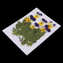 Variedad de hojas prensadas/secas, flor para hacer tarjetas de álbum de recortes, arte artesanal DIY 2024 - compra barato