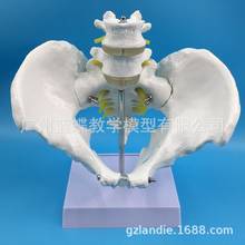 1:1 Medical Anatomy Life-Size Pelvic Skeleton Model with 2pcs Lumbar Vertebrae Male Pelvic Model Medical Humans Skeleton Models 2024 - buy cheap