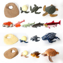 Simulation Animal Life Cycle Salmon,Sea turtle,Leatherback ,Tortoise Growth Cycle Models collection Figures Educational toys 2024 - buy cheap