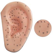 40cm Human Ear Acupuncture Point Model Reflexology Acupoint Ear Model with English manual for Vaccaria Seeds Or acupuncture 2024 - buy cheap
