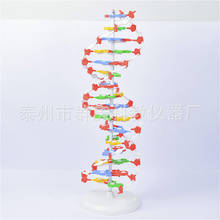 Teaching instrument DNA structure model demonstration 60 cm high school base pair genetic gene biology teaching 2024 - buy cheap