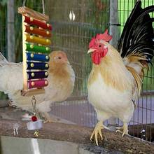 Chicken and Birds Toy Chicken Veggies Skewer Fruit Holder Chicken Vegetable Hanging Feeder Chicken Chew Toys 2024 - buy cheap
