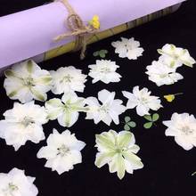 24PCS,Nature Pressed Fresh Flower,Eternal Plant for DIY Wedding invitations Bookmark Gift Card,Flores secas Facial Decoration 2024 - buy cheap