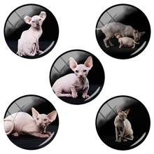 TAFREE Sphynx Cats no hair animal pictures 12mm/15mm/16mm/18mm/20mm/25 mm Glass Dome art round Jewelry accessories CA229 2024 - buy cheap