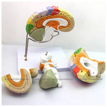 CMAM/12406 Brain, 4-parts, 2x, Medical Brain Anatomical Human Model 2024 - buy cheap