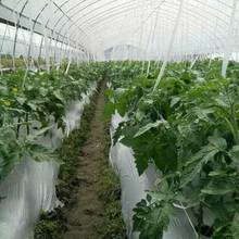 40m~5m 0.012mm Agricultral Silvery Black Reflective Film Orchard Tee Planting Plastic Mulch Film Greenhouse Vegetable Care Cover 2024 - buy cheap