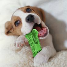 Escova de dentes para cães e gatos, super macia, formato de osso, ferramenta de limpeza, cuidados orais, suprimentos para cães, cachorros 2024 - compre barato