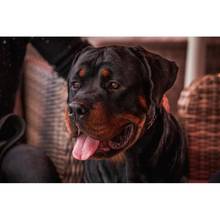 Rottweiler-póster de lona de perro personalizado, póster de pintura de tela para decoración del hogar, póster artístico de tela para pared, novedad 2024 - compra barato