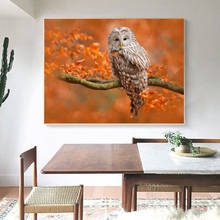 Modern Canvas Art Wall Painting Print Owl Poster Animal Pictures For Home Decoration Landscape Pictures Wall Decor Paintings 2024 - buy cheap