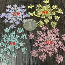 250pcs Pressed Dried Carrot Flower Queen Anne's Lace Plants Herbarium For Jewelry Photo Frame Postcard DIY Making Accessories 2024 - buy cheap