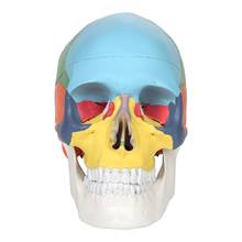 Модель черепа человеческой головы, анатомическая модель, медицина, Череп, анатомическая голова человека, изучение анатомии, товары для обучения 2024 - купить недорого