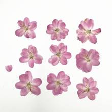 120pcs Pressed Dried Cerasus Cherry Blossoms Flower Plant Herbarium For Jewelry Photo Frame Phone Case Bookmark Making DIY 2024 - buy cheap