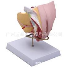 4 Parts 1:1 Life Size Human Female Internal and External Reproductive Structure Anatomical Model 2024 - buy cheap