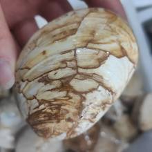 Fósil de concha mineral de mar Natural, petrificación de arena, 1 pieza, 170-200g 2024 - compra barato