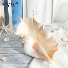 The Sea Shells Mare Conch Shell Schelpen Conchas Coquillage Seashells Marine Seabed Home Decor Natural Decorative Shells Hogar 2024 - buy cheap