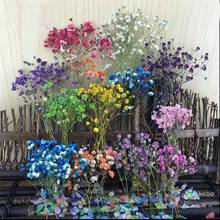 120pcs 6-10cm Dried Pressed Gypsophila Flowers Plant Herbarium For Jewelry Photo Frame Phone Case Craft Making Accessories 2024 - buy cheap