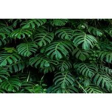 Летний тропический лес джунгли зеленые листья детский портрет день рождения Виниловый фон для фотосъемки для фотостудии 2024 - купить недорого