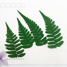 12-24pcs/lot,Various Natural Pressed leaves,Real touch plant for DIY Art Craft Bookmark Wedding invitations Gift card Decoration 2024 - buy cheap