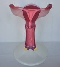 The Model of The Uterus, 1.5X Life Size The Genital Anatomy, The Family Planning and The Medical Anatomy Model 2024 - buy cheap