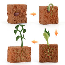 Simulación del ciclo de vida de una frijol verde, modelo de ciclo de crecimiento de plantas, figuras de acción, colección, Juguetes Educativos de Ciencia para Niños 2024 - compra barato