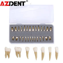 1:1 Dental 28 Pcs Demonstration Permanent Teeth Teach Model Implant Dentist Practice Product 2024 - buy cheap