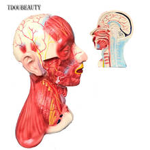 TDOUBEAUTY Natural Size Head And Neck Middle Layer anatomical  Model Muscle Nerve Micro Plastic Surgery 1:1 Model Free Shipping 2024 - buy cheap