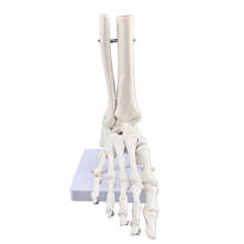 Модель ступни анатомического скелета человека, модель ступни в натуральную величину, модель ступни и голеностопа-анатомическая модель ступни, модель скелета человека на основании 2024 - купить недорого