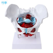 Female Pelvis Pelvic Floor Muscle Model Uterus Ovary Muscle Teaching Resources Educational Supplies Removable 2024 - buy cheap