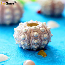 Natural Sea Urchin Heart Natural Conch Shell Creative DIY Decoration Platform Succulent Pot Micro-landscape Ornaments Specimens 2024 - buy cheap