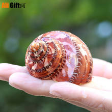 Ancient Chinese Snail Cat Eye Sea Natural Shell Tank Landscape Design Home Decoration Scallop Fish Specimens Gift Shells 2024 - buy cheap