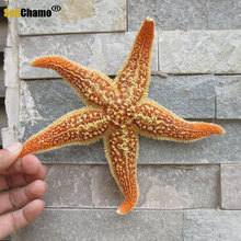 Primary Spines Pentagonal Starfish Natural Shell Conch Mediterranean Home Decoration Wall Sticker Micro-landscape Gifts Props 2024 - buy cheap