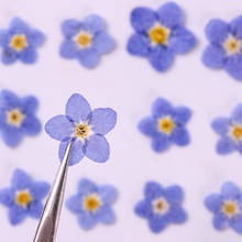 Forget Me Not Dried Flowers For Nail Decoration Wholesale Free Shipment 1 Lot / 30Pcs 2024 - buy cheap