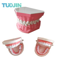 Dental Implant Teeth Model Teaching Study Model Dentist  Resin Tooth Orthodontic Modeling For Student Practice 2024 - buy cheap