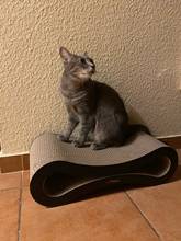 Когтеточка для кошек Lounge Fat Cat кровать картонная бумага Высокое качество кошка игрушка Когтеточка 2024 - купить недорого