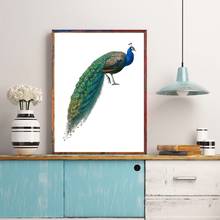 Blue Green Bird Peafowl Photo Print Beautiful Feathers Poster Modern Wall Art Canvas Painting Picture for Living Room Home Decor 2024 - buy cheap