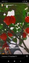 20pcs/lot 3W 3535 Royal Blue 450nm Deep Red 660nm Plant Grow LED light Led Emitter Light for indoor garden plant Grow Aquarium 2026 - customer review 20pcs/lot 3W 3535 Royal Blue 450nm Deep Red 660nm Plant Grow LED light Led Emitter Light for indoor garden plant Grow Aquarium 2026 - Thank you!!! The quality is excellent, several years we buy this product, under the lamps everything is growing, blooms and ties fruits